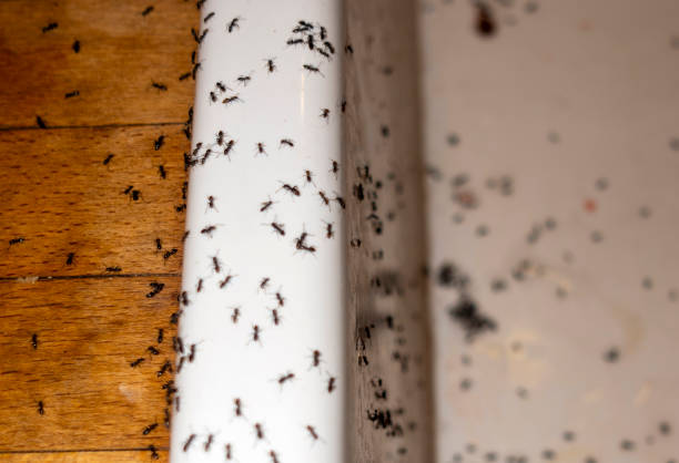 Best Bed Bug Extermination  in Middleport, NY